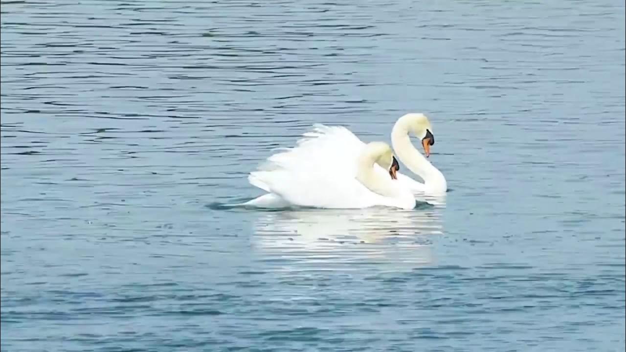 Уставшие лебеди слушать