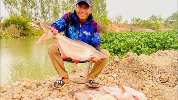 Câu cá tra đêm với cám R1 ủ chùa kết hợp với cám R3 tanh thơm #camr1 #camr2 #camr3 #catrasong