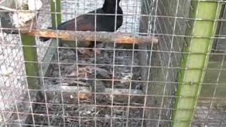 Hoghton Tower Shoot - Bird Traps - Larsen Traps