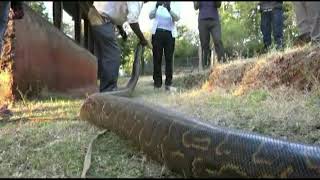 Dare devils of Baringo capture a live Python with bare hands