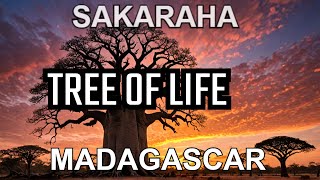 🇲🇬 The Baobab Trees in Madagascar Have Their Own Gender Identity 😲😲?