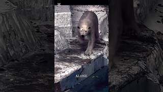 From Majestic to Miserable: The Horror of Captive Polar Bears #polarbear #captivity #animalabuser