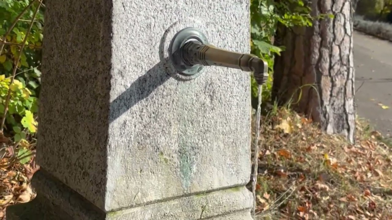 Осень 2025 Zürichberg.