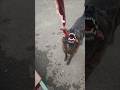 猟犬と猟師【彼の名は牙狼(ガロ)】 #犬のいる暮らし #犬動画 #甲斐犬 #犬のいる生活