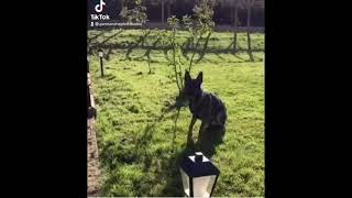 German shepherd prince TIKTOK episode 6 by GS-K9 Academy  58 views 3 years ago 55 seconds