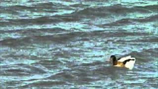 Moby Mylene Farmer - Crier La Vie Slipping Away Sullivans Remix
