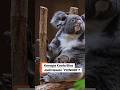 Definisi "Plenger" yang Sebenernya! Koala otaknya Licin Gak Ada Isinya?  #factualguy