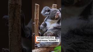 Definisi "Plenger" yang Sebenernya! Koala otaknya Licin Gak Ada Isinya?  #factualguy