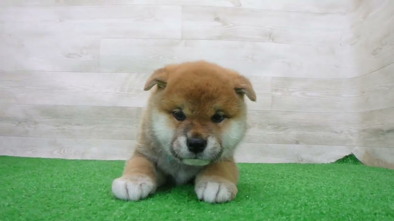 柴犬さん 00762713 柴犬 - YouTube