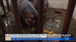 Lufkin zoo asking for pumpkin donations