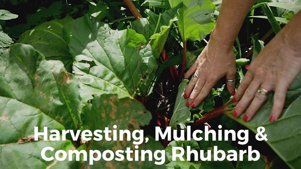 How To Harvest, Mulch, & Compost Rhubarb YouTube