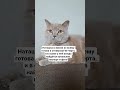 Наташка-оптимистка #настроение #cat #котмишель #мем #кот #юмор #прикол #позитив #смех #ржака