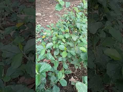 Video: Garden Strawberries Albion: Qhia Txog Ntau Yam, Nws Txawv Li Cas Ntawm Txiv Pos Nphuab, Cog Thiab Tu, Tshuaj Xyuas Thiab Duab