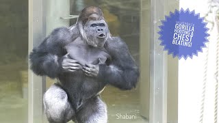 Silverback Gorilla Worried About his Son doesn't Come Home in The Rain | The Shabani Group