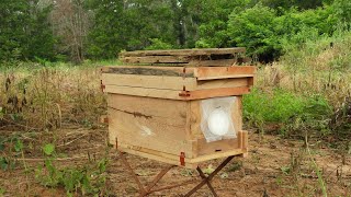 Asia honeybees attracted capture substance Part 2