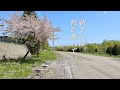 桜が舞っていた。 2026年5月5日の札幌