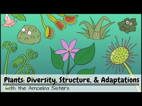 Video: Monocotyledonous plants: origin and characteristics of the class