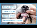 Six Ways to Clean the Teeth of an Australian Shepherd