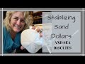 HOW TO YOUR STABILIZE SEA BISCUITS AND PRESERVE SAND DOLLARS // Deep Water Happy