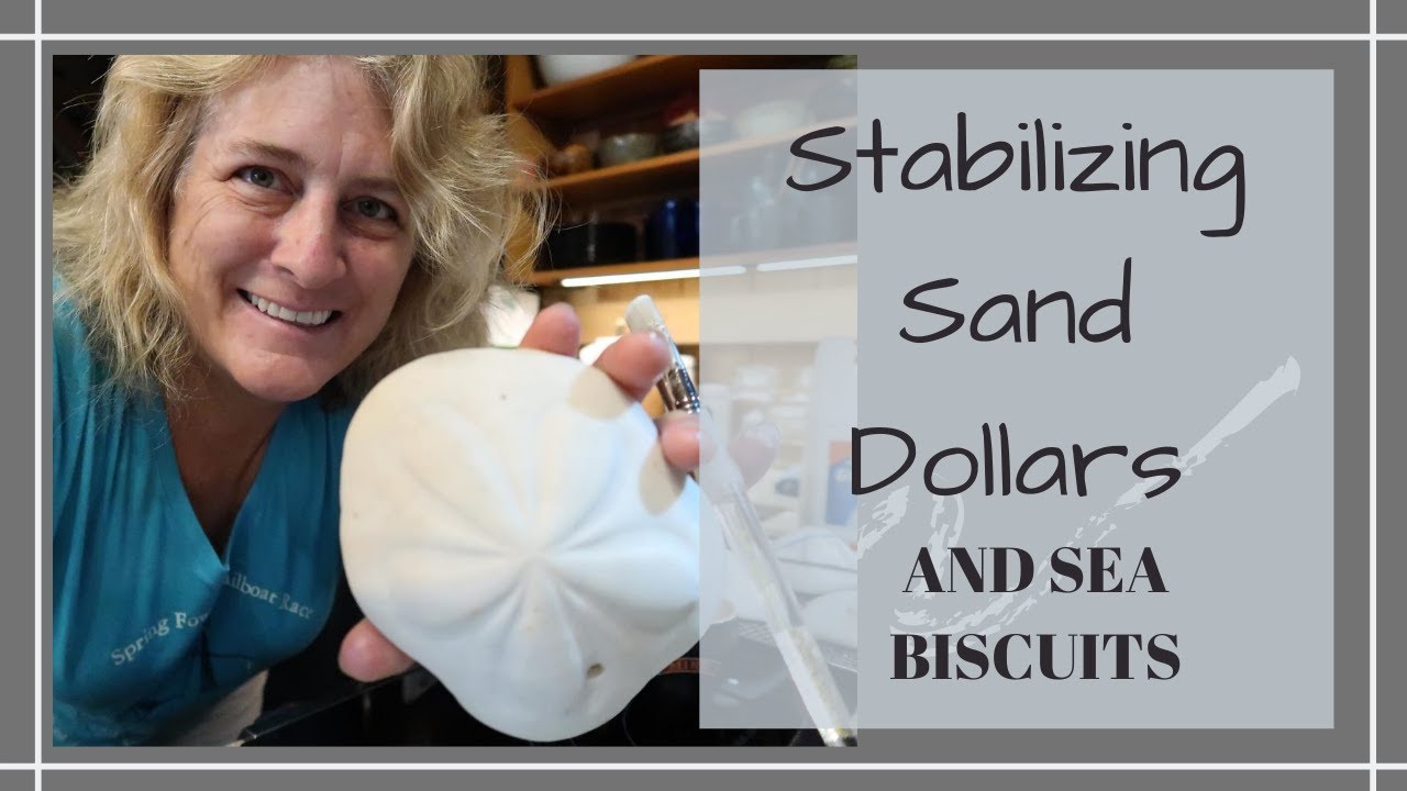 How to clean sand dollars. Bleaching and sealing your sand dollar  treasures. 