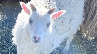 Purebred icelandic  and Suffolk cross lambs