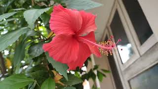 Hibiscus Plant In My Garden Hibiscus Flower Gardening With Scooby Flower Garden
