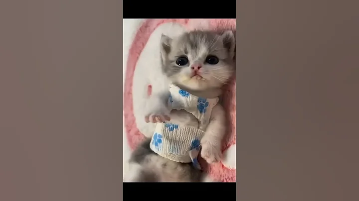 Watch the video about Cat funny video | The laziest cat ever! 😴🐾#cat #catvideos #funny #youtubeshorts #shorts #tiktok