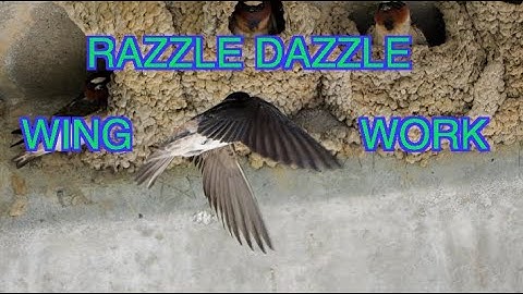 Cliff Swallows Building Nests, Mating, and Facing Home Invaders [NARRATED]