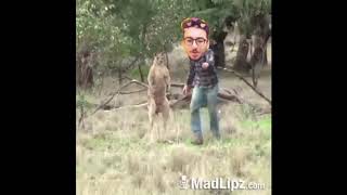 Alper boxt Känguru