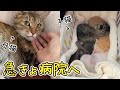 母猫に寄生虫が見つかり、子猫と一緒に病院へ行くことに...