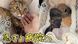 母猫に寄生虫が見つかり、子猫と一緒に病院へ行くことに...