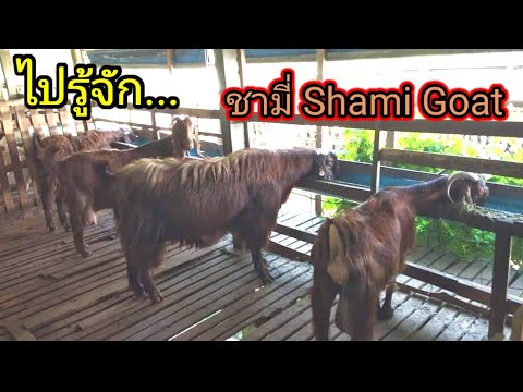 แพะชามี่ Shami​ Goat​  มาทำความรู้จักแพะสายพันธุ์ชามี่่