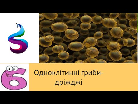 Одноклітинні гриби- дріжджі
