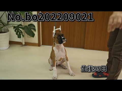 ボクサー犬の子犬販売 No.bo202209021 静岡県浜松市のブリーダー 2022年9月2日生 12月6日現在