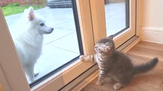 When the kitten is scared of the dog, the mom cat calls other cats for help