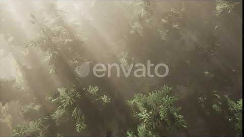 Aerial Sunrays in Forest with Fog | Motion Graphics - Envato elements