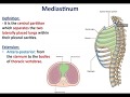Overview of Thorax (2) - Thoracic Contents - Dr. Ahmed Farid