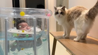 Cats Watching a Swimming Baby.