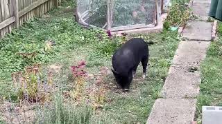 Feel Good Frederick | A Therapy Pig? Yes, really!