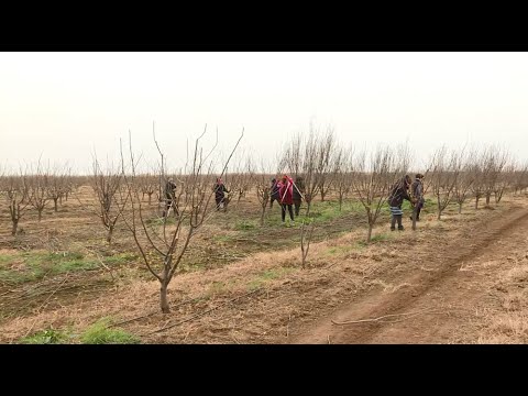 Saatlıda intensiv alça bağında çiçəklərin mayalanması üçün bal arısından istifadə olunacaq