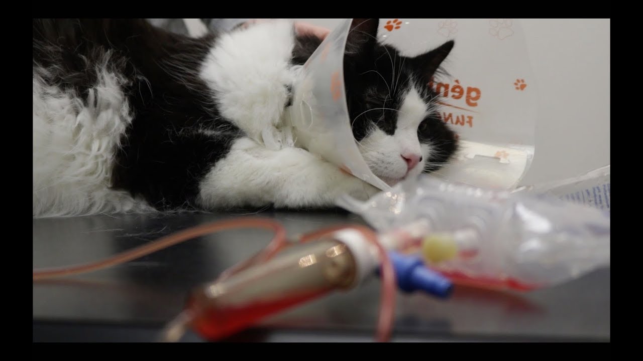 Gus - Urinary blockage 
