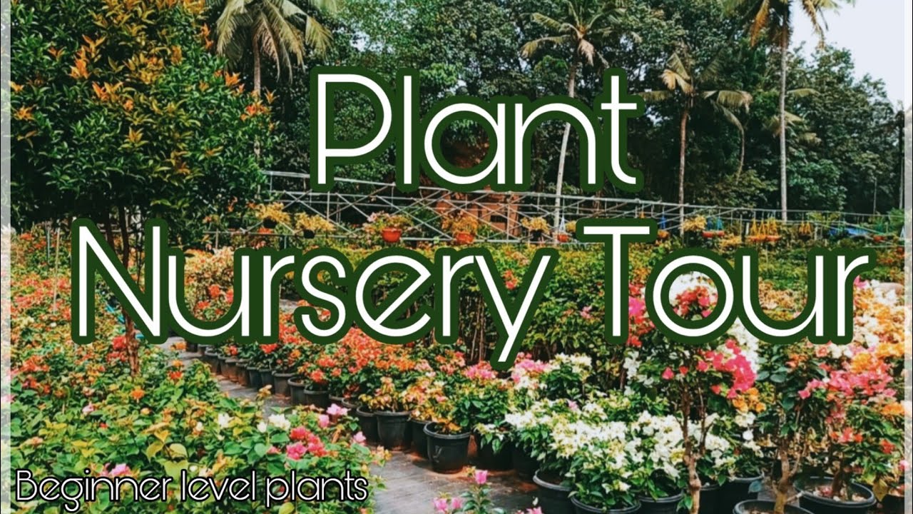 Plant nursery /plant nursery visit malayalam /plant nursery tour/plant nursery kollam YouTube
