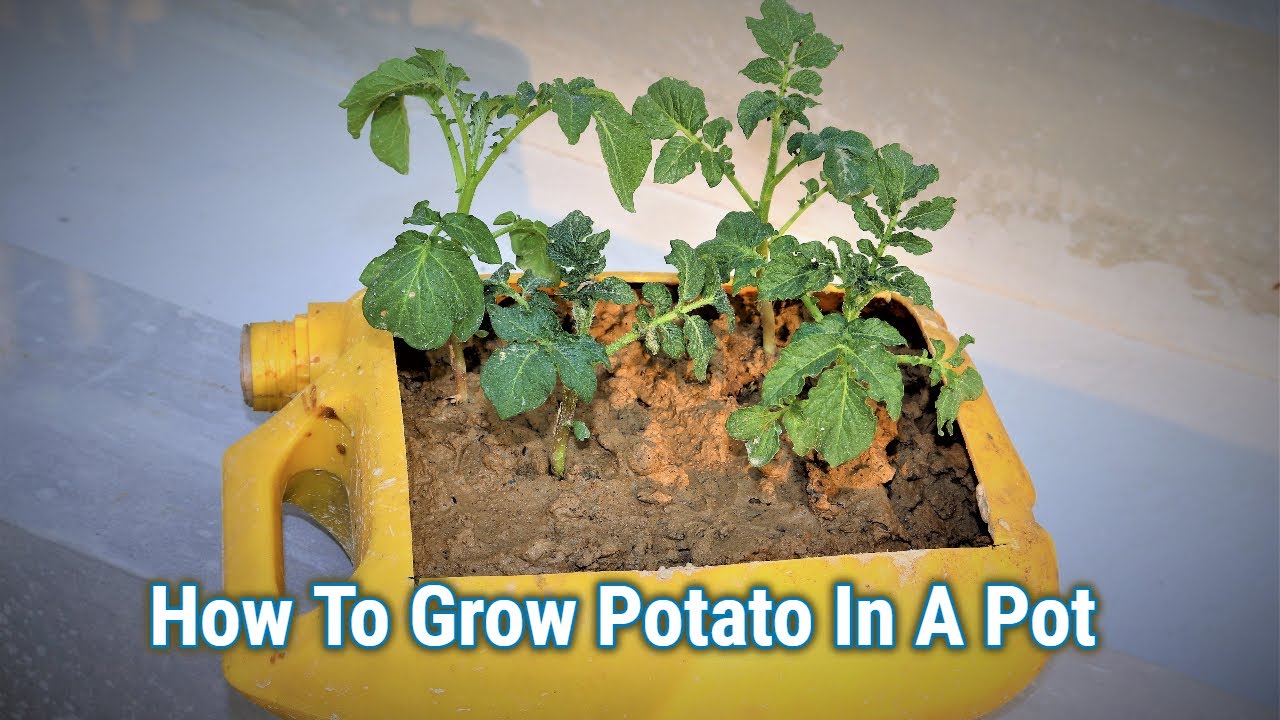 Potato How to Easy Grow Potato Plants in the Pot At Home YouTube
