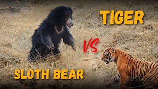 Tiger vs Sloth bear in Zone 2 on 25 October 2024