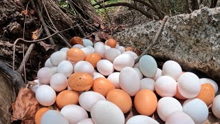 WOW! a female fisherman pick a lot of duck eggs in the forest