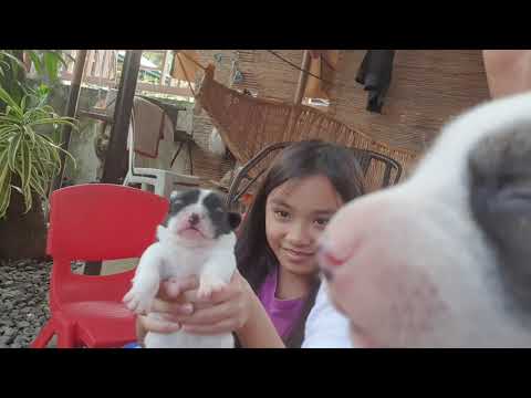 Video: Nai-save Ng Tuta Ang Kanyang Ina Sa Isang Donasyon Ng Bato