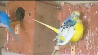 تزاوج طيور الحب البادجي صوت لتحفيز طيورك على التزاوج ،،،،....parrot mating
