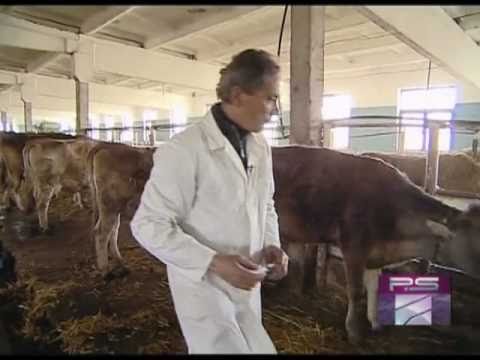 უხარისხო რძის პროდუქტები