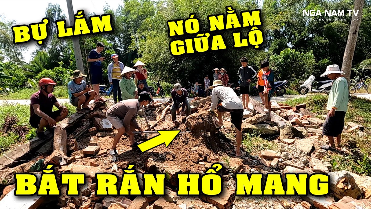 Quá Liều Cả Xóm Lật Tung Đống Đá Nền Nhà Bỏ Hoang Bắt Rắn Hổ Mang Và Cái Kết Bất Ngờ/NGÃ NĂM TV