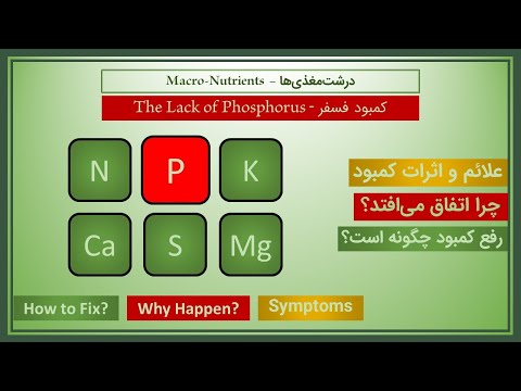 تصویری: چرا فسفر مهم است؟